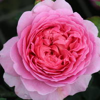 Rosiers en pot