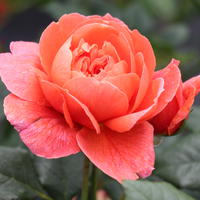 Rosier 'Summer Song�'