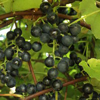 Vigne 'Buffalo Blue'