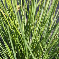 Sesleria - Sesl�rie
