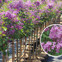 Lilas standards