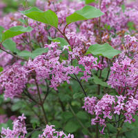 Lilas nains