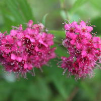 Spir�e