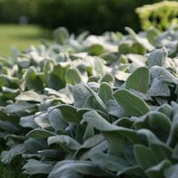 Stachys