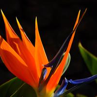 Strelitzia