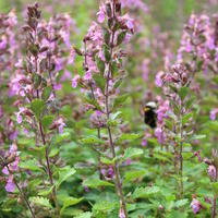 Germandr�es (Teucrium)