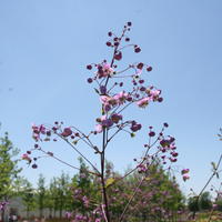 Thalictrum, pigamon