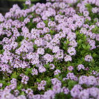 Thym � tiges longues 'Odoratus'