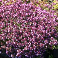 Thym serpolet 'Coccineus'