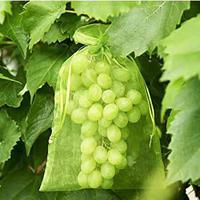 Filet de jardin, protection de la r�colte