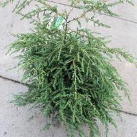 Sapins du Canada, pruches
