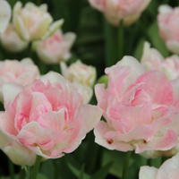 Bulbes � fleurs doubles