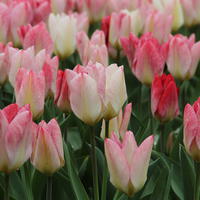 Tulipes Fosteriana