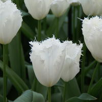 Tulipes frang�es