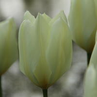 Tulipe Fosteriana 'Purissima'