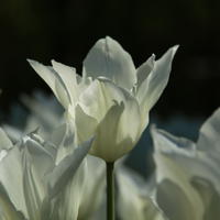 Tulipes fleur de lys