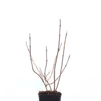 Viburnum opulus 'Roseum'
