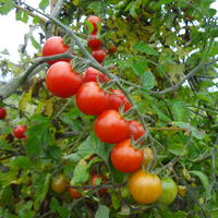 Graines de tomates de plein air