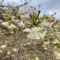 Ch�vrefeuille