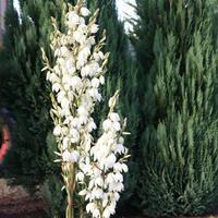 Yucca filamentosa 