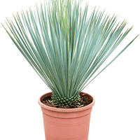 Yucca, palmier yucca