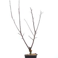 Zierapfel 'John Downie'
