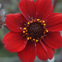 Dahlias � fleurs sombres