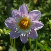 Dahlia 'Teesbrooke Audrey' (lot de 2)