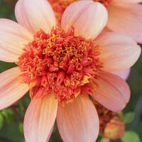 Dahlia an�mone