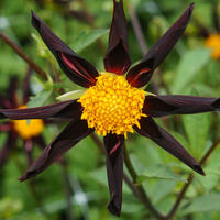 Dahlias Honka