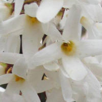 Forsythia blanc de Cor�e