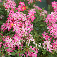 Mini-roses  (Galaxy� roses de balcon)