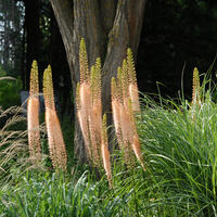 Lis des steppes 'Ruiter-Hybriden'