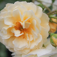 Rosiers mellif�res
