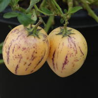 Pepino
