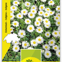 Plante vivaces basses