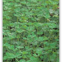 Graines d'engrais verts