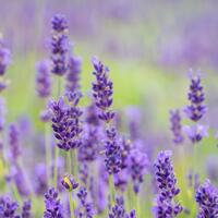 Lavande 'Vienco Purple' en pot carr� de 1.3 L