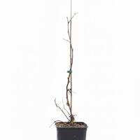 Herbsthimbeere Primeberry� Autumn Happy�