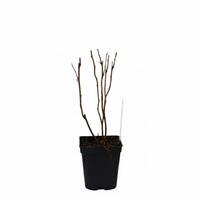 Herbsthimbeere Schlaraffia� 'Golddigger'�