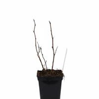 Herbsthimbeere Schlaraffia� Naschmich