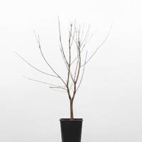Lebkuchenbaum