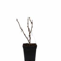 Himbeere Lubera� Sanibelle(S)