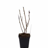 Himbeere Twotimer� 'Allyouneed'�