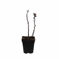 Lowberry� Alltimer� Himbeere Baby Dwarf�