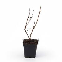 Himbeere Black Jewel