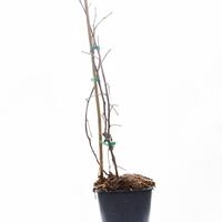 Herbsthimbeere Primeberry� Autumn First�