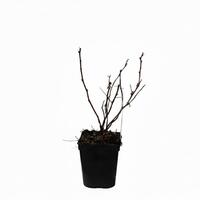 Zwerghimbeere Lowberry� Little Sweet Sister�