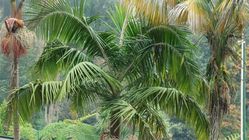 Kentia-Palme (Howea forsteriana) Lubera