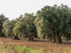 Terreau pour olivier